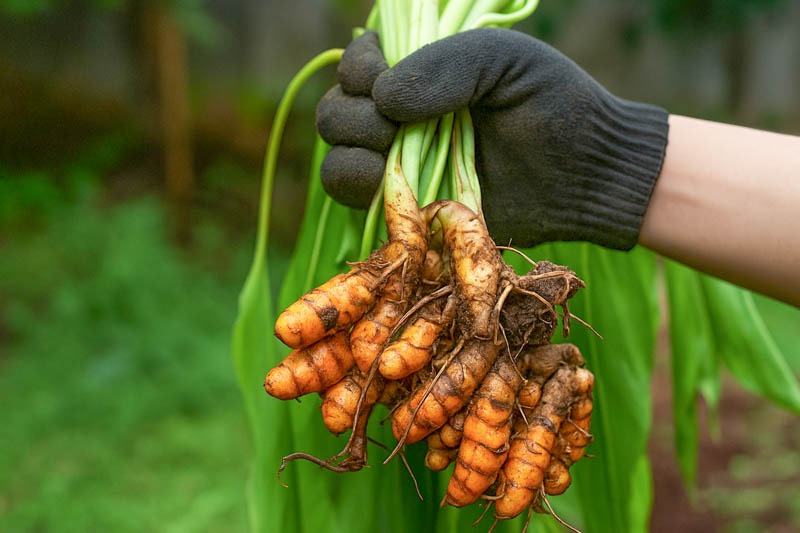 Curcuma longa