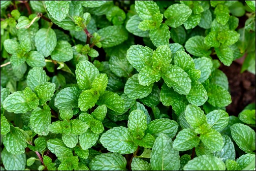pepermint