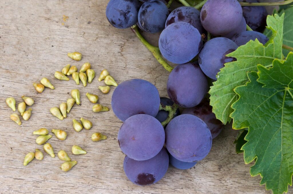 Vitis vinifera